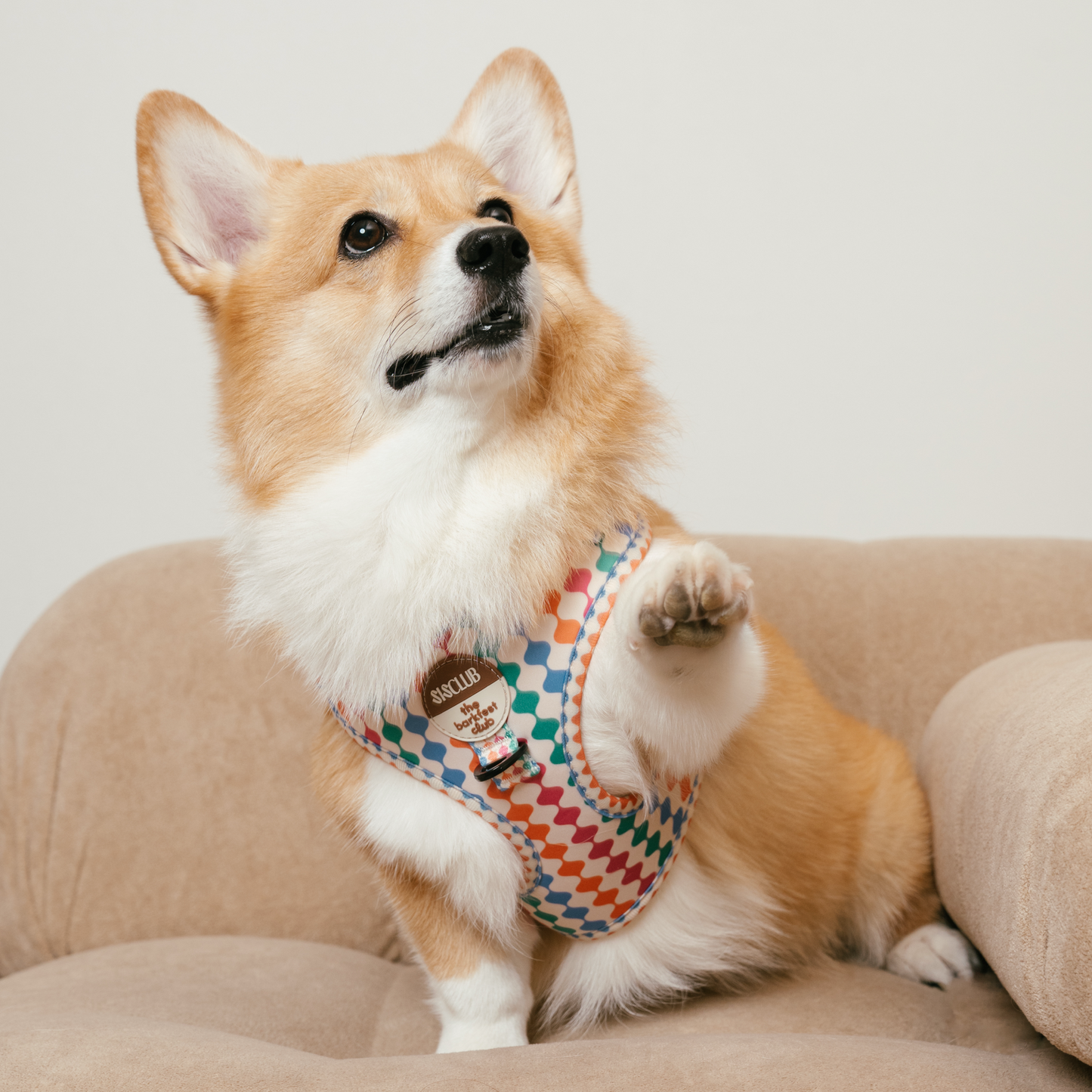 CÉLESTE - SISCLUB x The Barkfest Club | Bundle