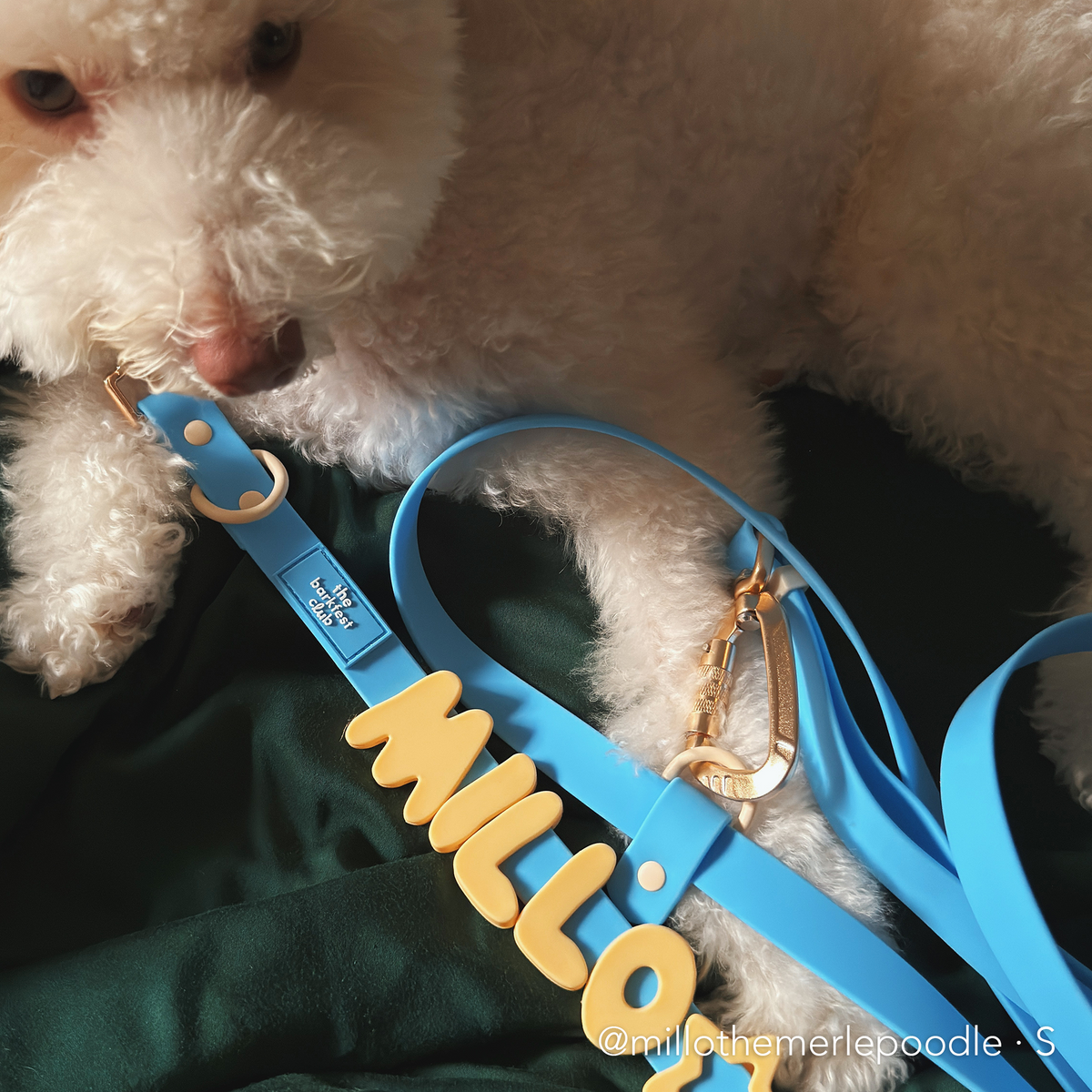 6-IN-1 HANDSFREE WATERPROOF | Leash