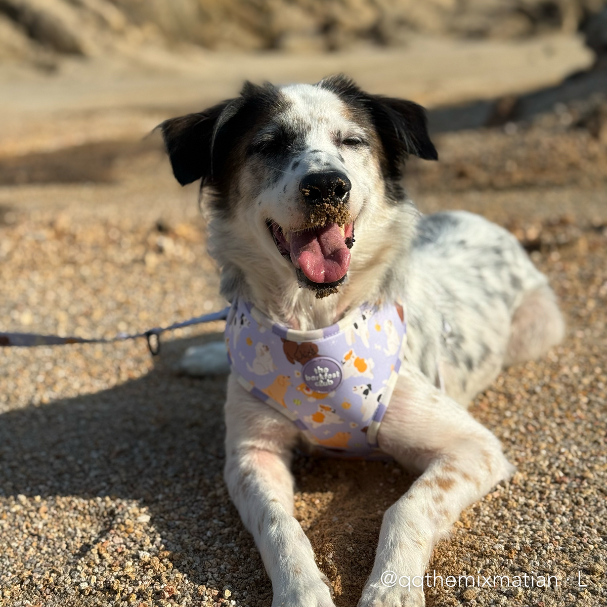 PAW BUDDIES | Adjustable Harness