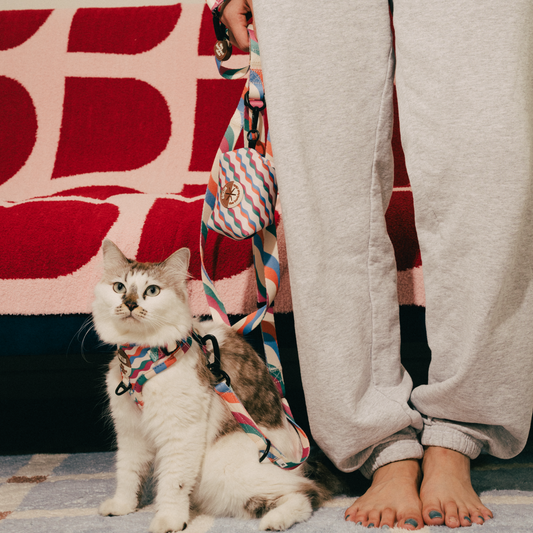 Can Cats Wear Harnesses? A Complete Guide for Cat Owners