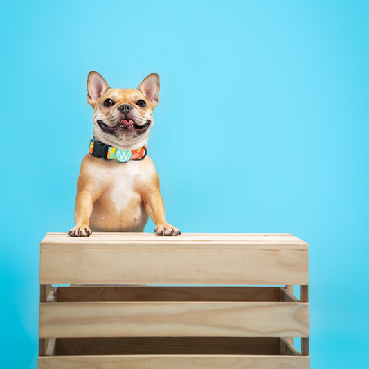 Harness vs Collar: Which Is Better for Walking Your Dog?
