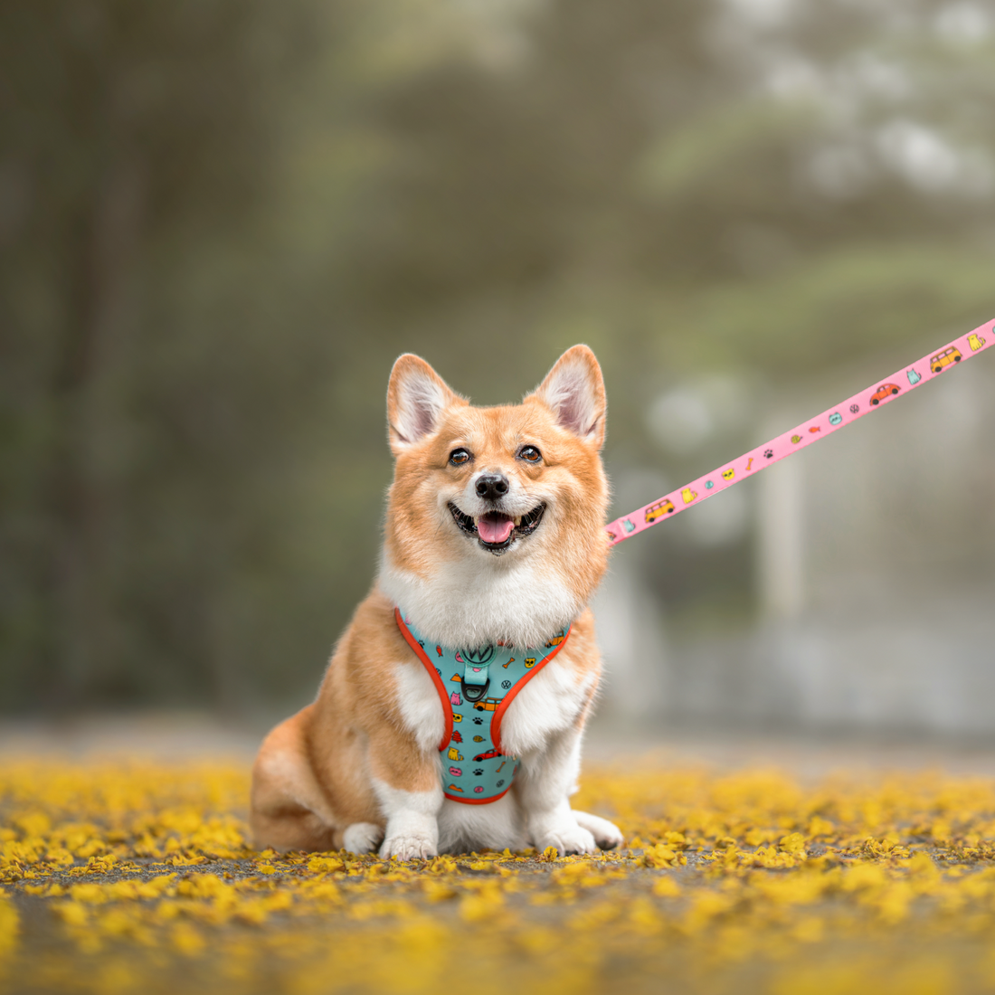 How to Stop Your Dog From Pulling on Walks: Simple Training Tips That Work
