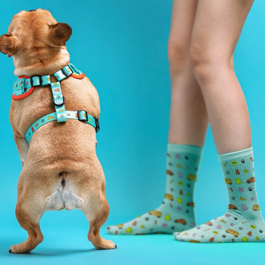 How Much Does a Dog Cost in Malaysia? A Realistic Guide for Future Pawrents