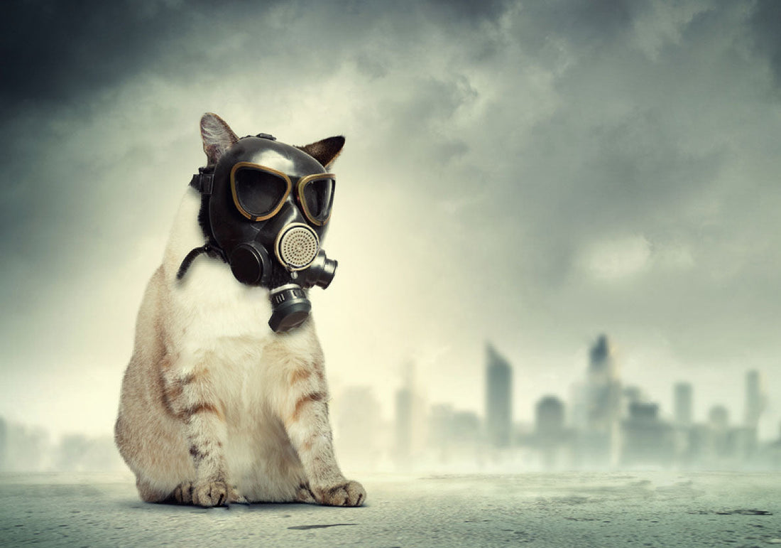 Haze in Malaysia: How Bad Air Quality Affects Dogs & Cats