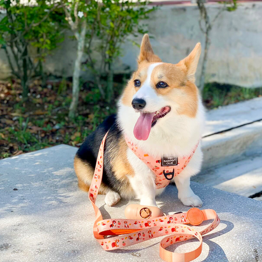 PEACHY BUTT CORGI | Bundle