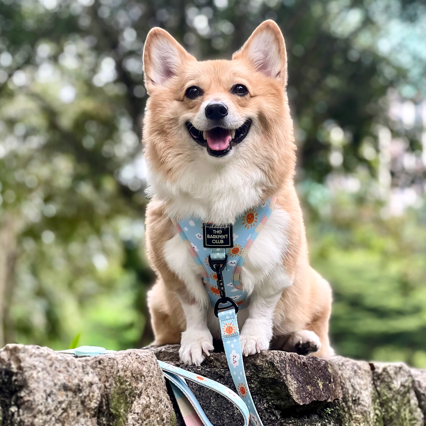 SUNNY-SIDE PUP | Adjustable Harness