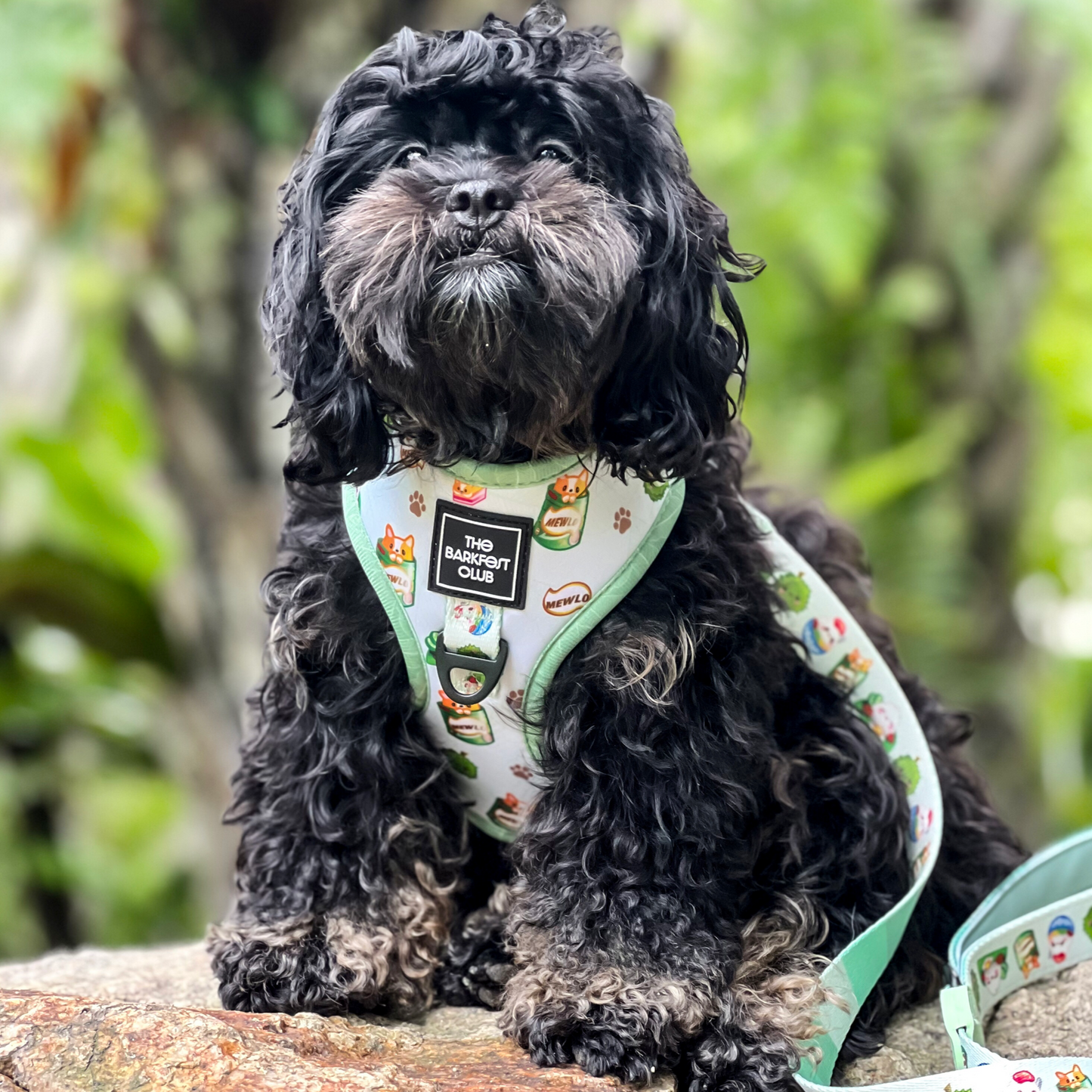 THE MALAYSIAN FOODIE | Adjustable Harness