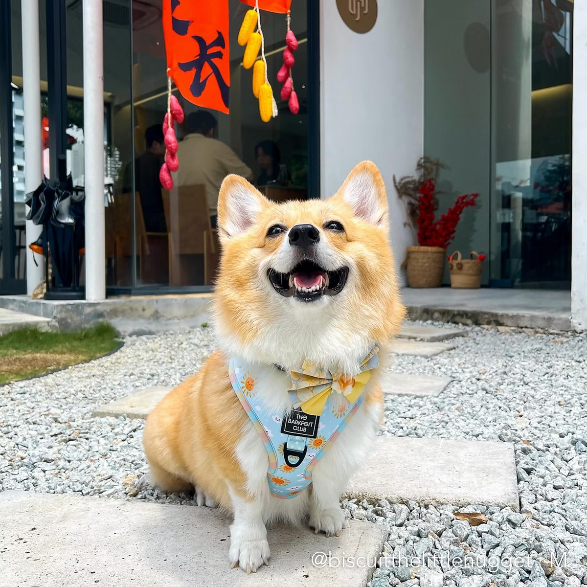 SUNNY-SIDE PUP | Adjustable Harness