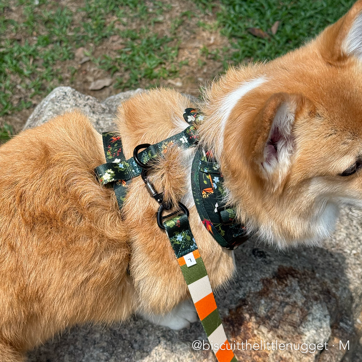 WILD FOREST  | Adjustable Harness
