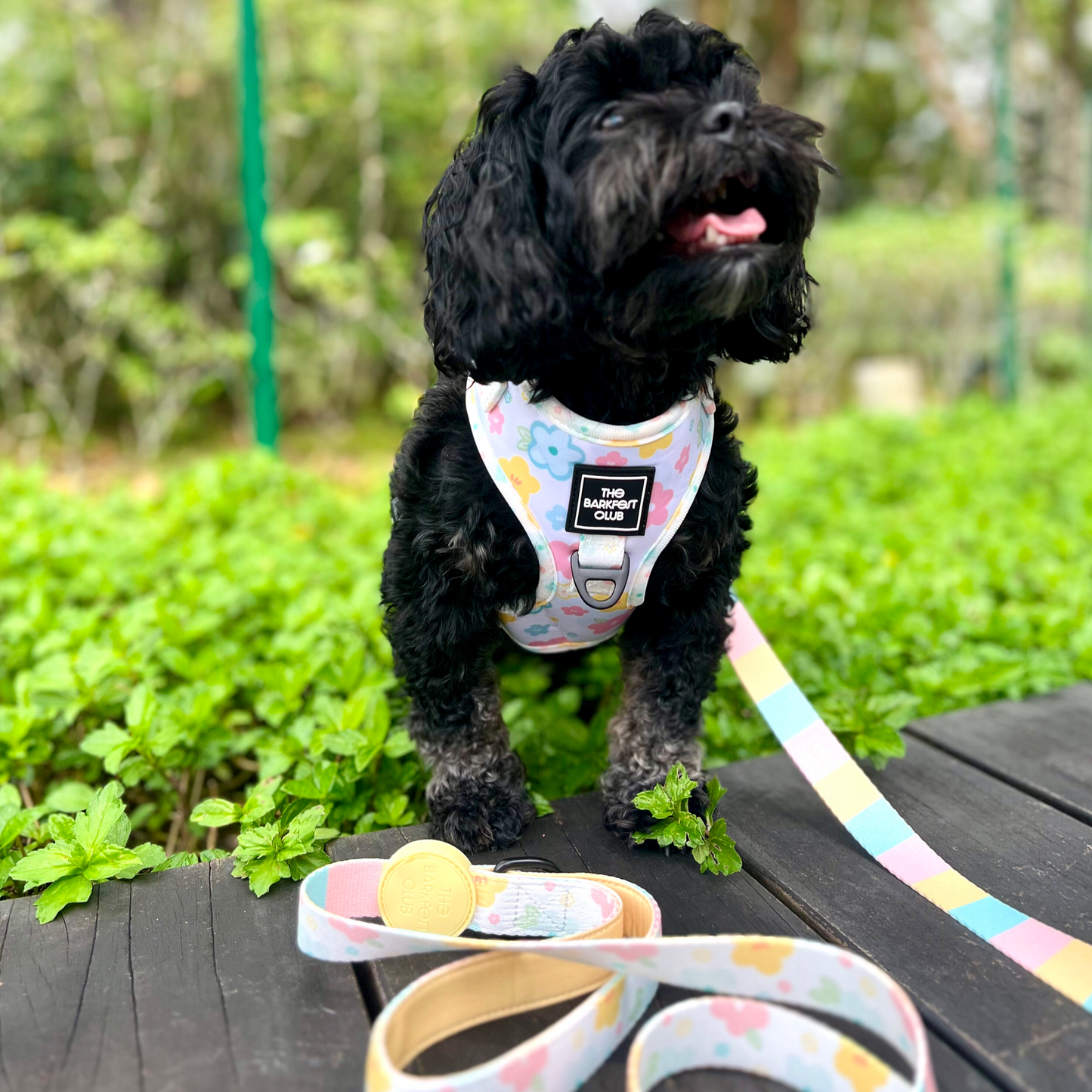 SPRING BLOSSOM | Leash