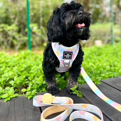 SPRING BLOSSOM | Leash