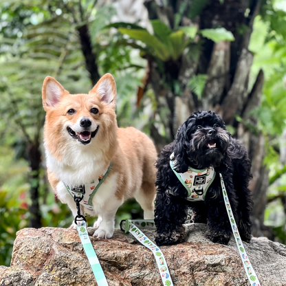 THE MALAYSIAN FOODIE | Adjustable Harness