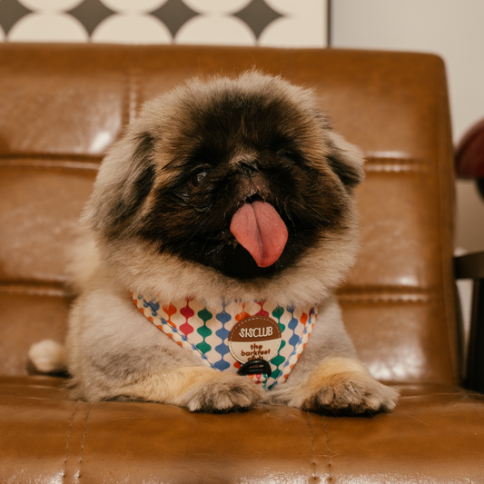 CÉLESTE - SISCLUB x The Barkfest Club | Adjustable Harness