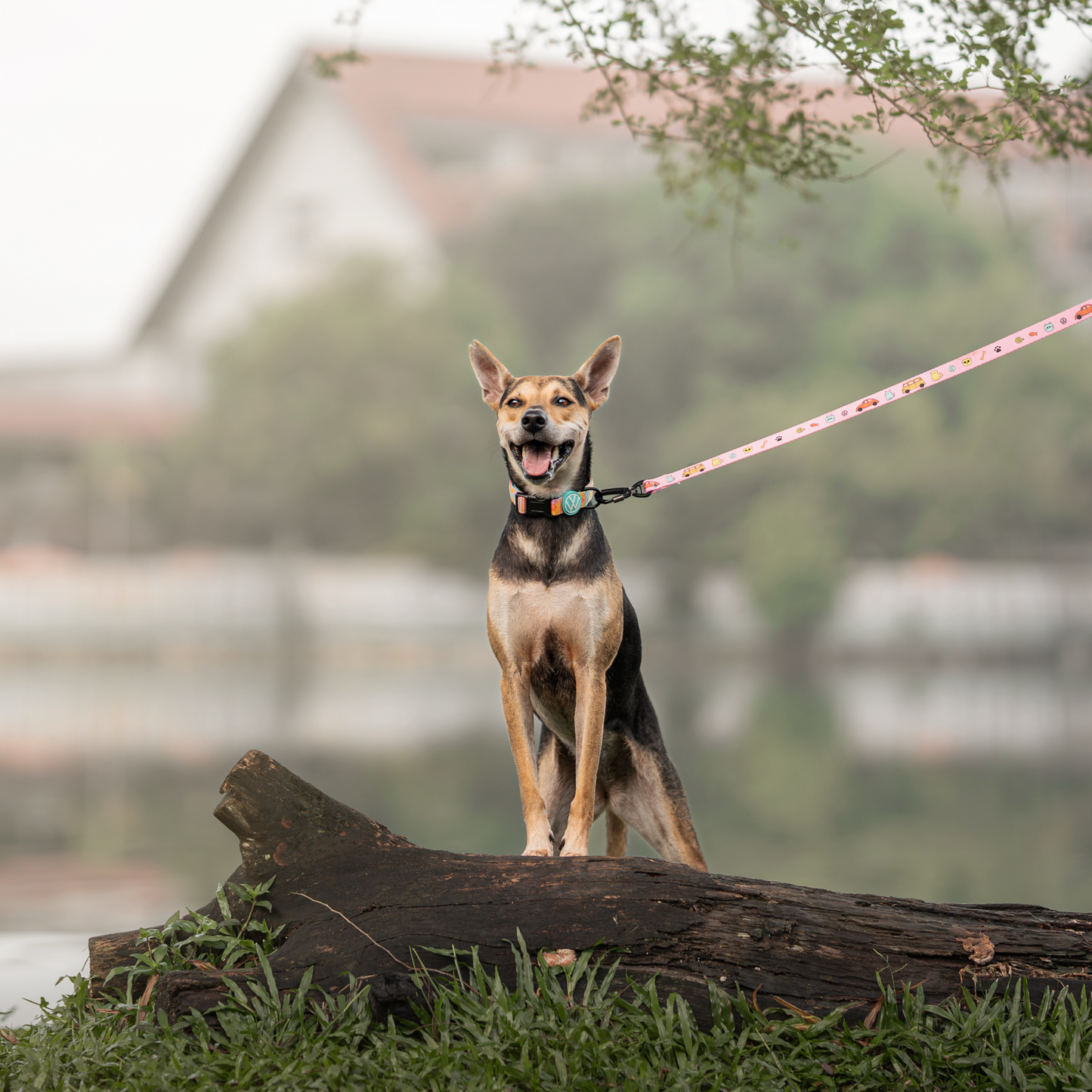 FUREVER IN STYLE - Volkswagen x The Barkfest Club | Collar