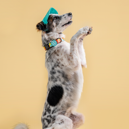 FUREVER IN STYLE - Volkswagen x The Barkfest Club | Collar