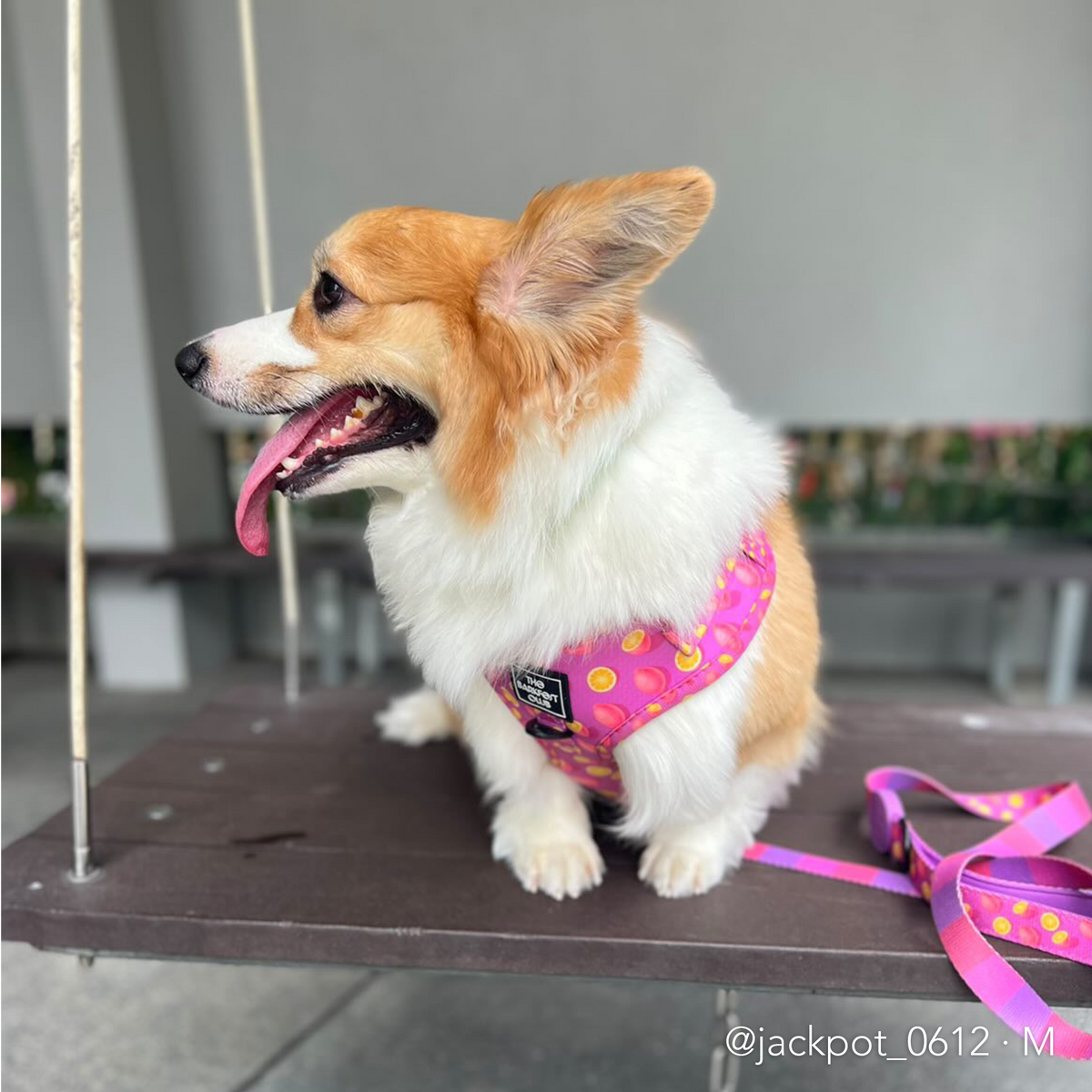 PINK LEMONADE | Adjustable Harness