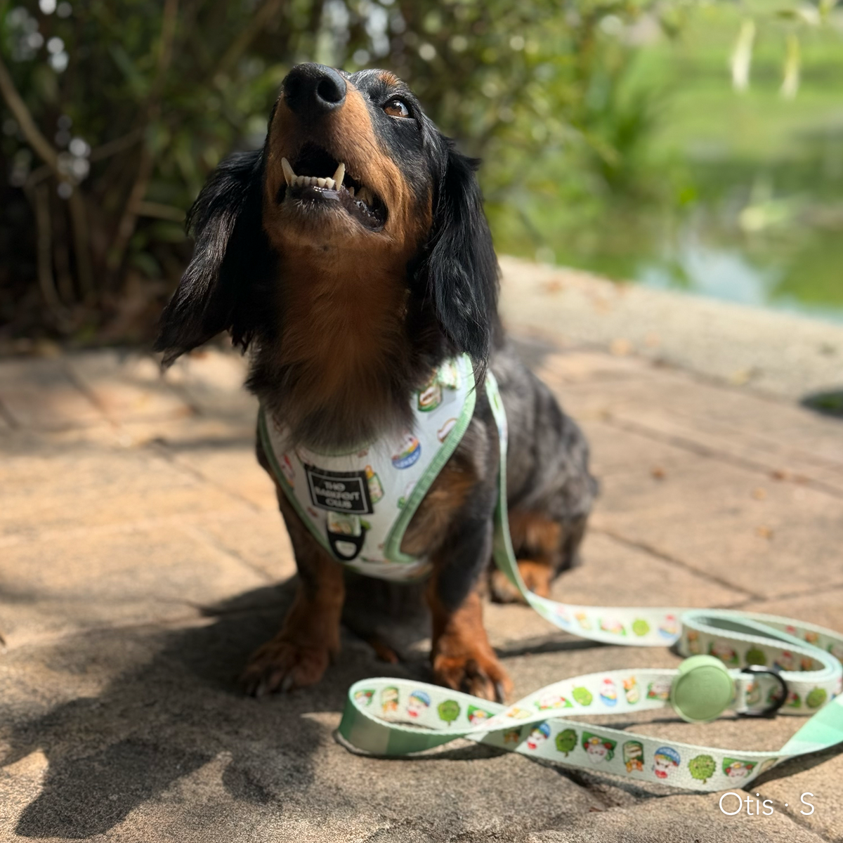 THE MALAYSIAN FOODIE | Adjustable Harness