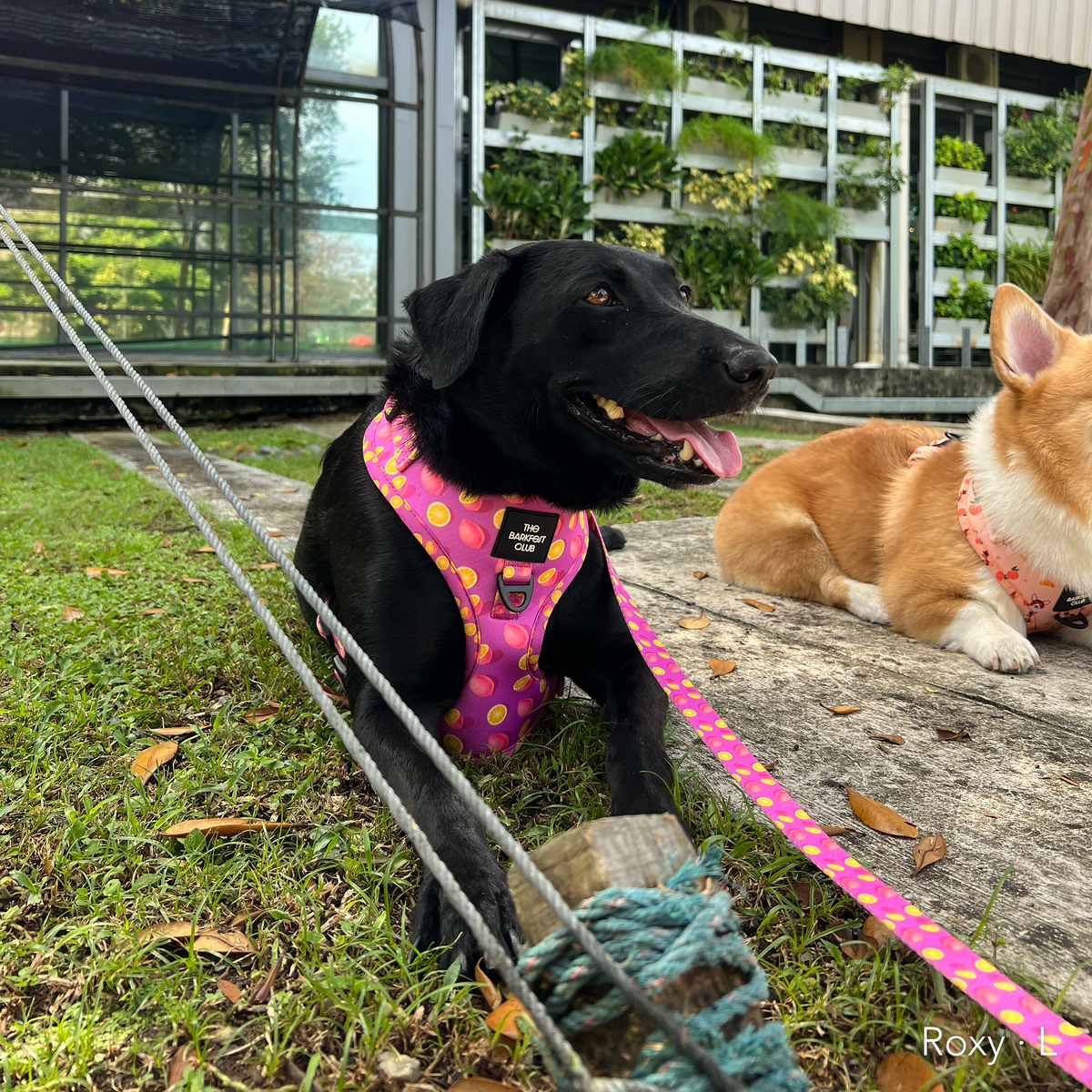 PINK LEMONADE | Adjustable Harness