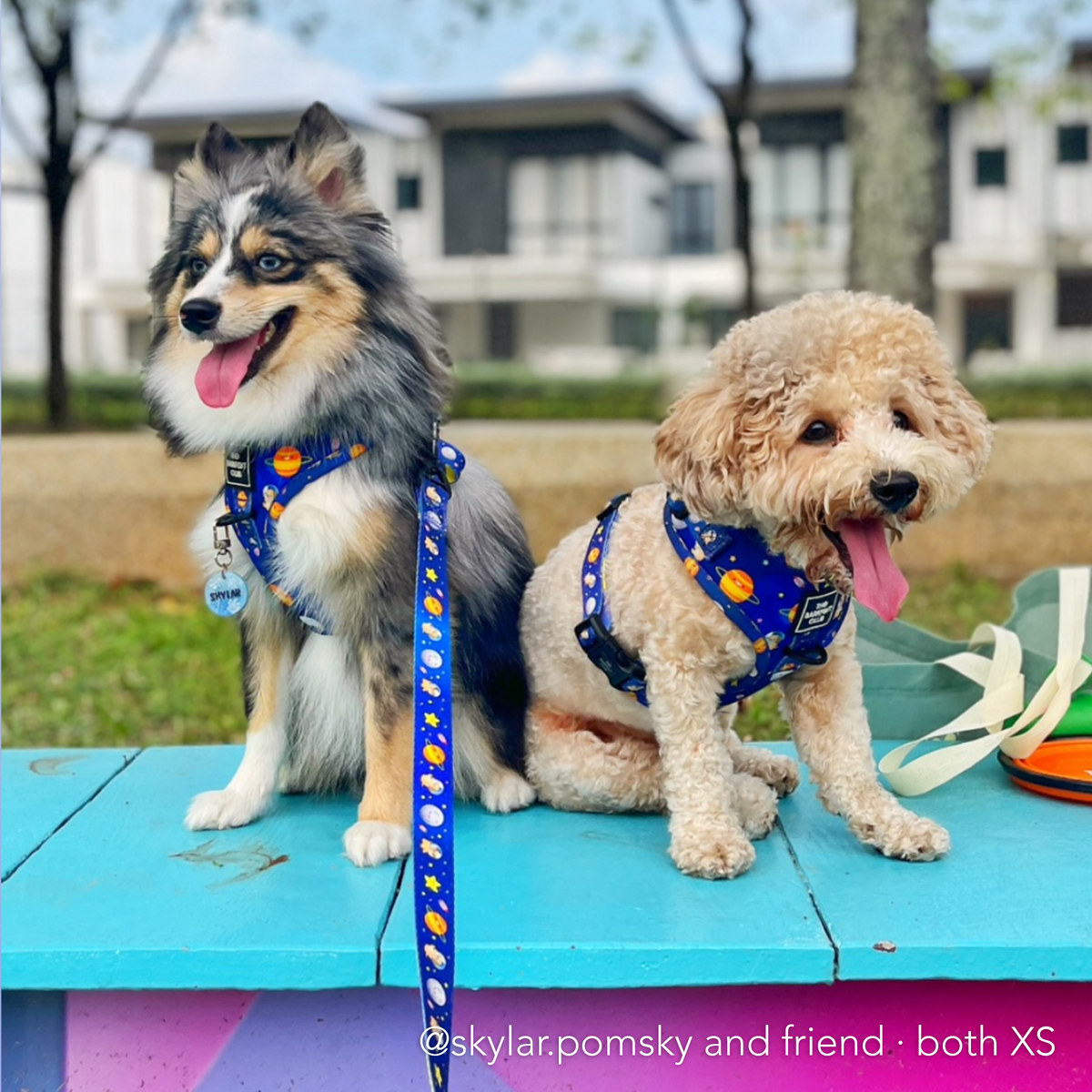 PUP, PUP & AWAY | Adjustable Harness