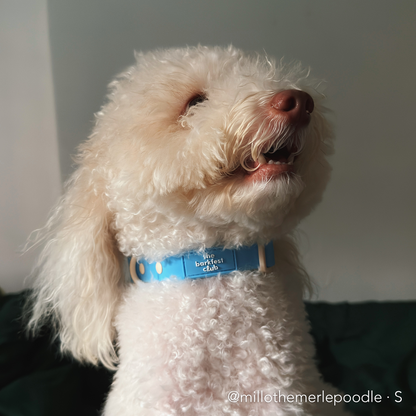 WATERPROOF | Adjustable Collar