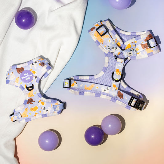 PAW BUDDIES  | Adjustable Harness