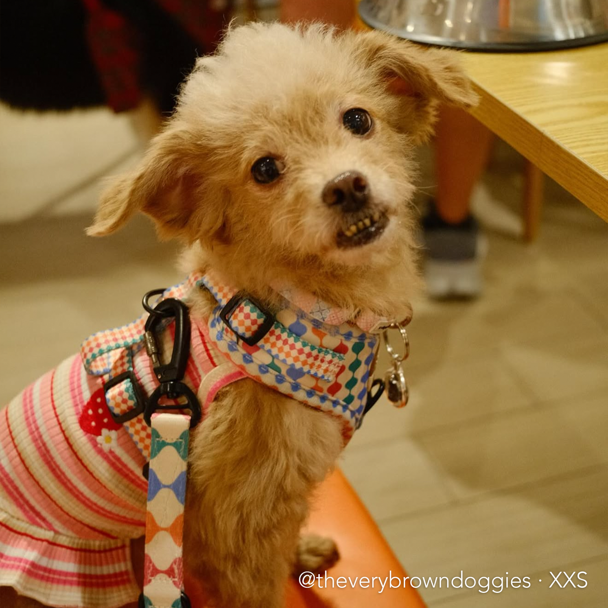 CÉLESTE - SISCLUB x The Barkfest Club | Adjustable Harness