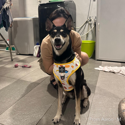 THE BARKFEST BREAKFAST | Adjustable Harness