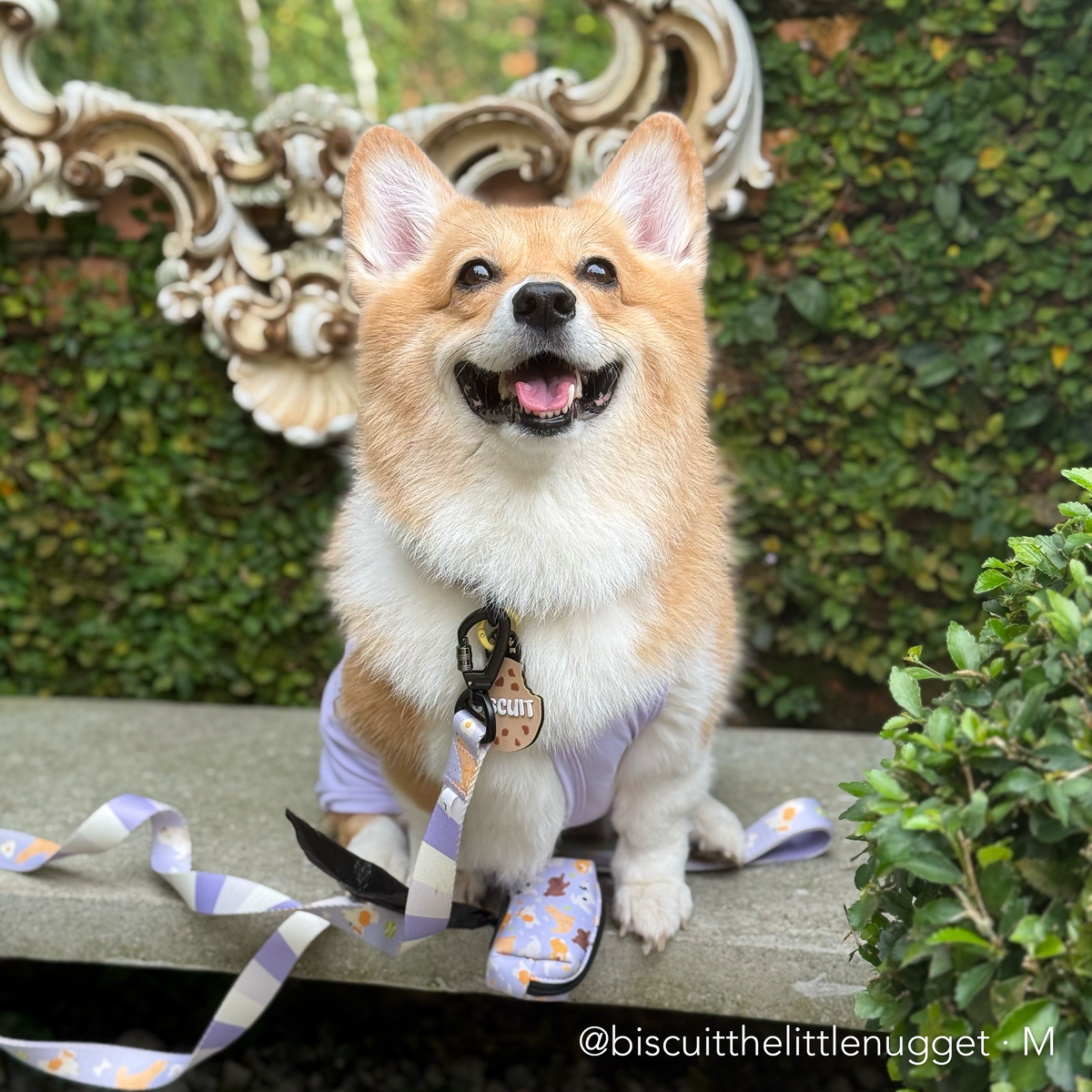 PAW BUDDIES  | Adjustable Harness