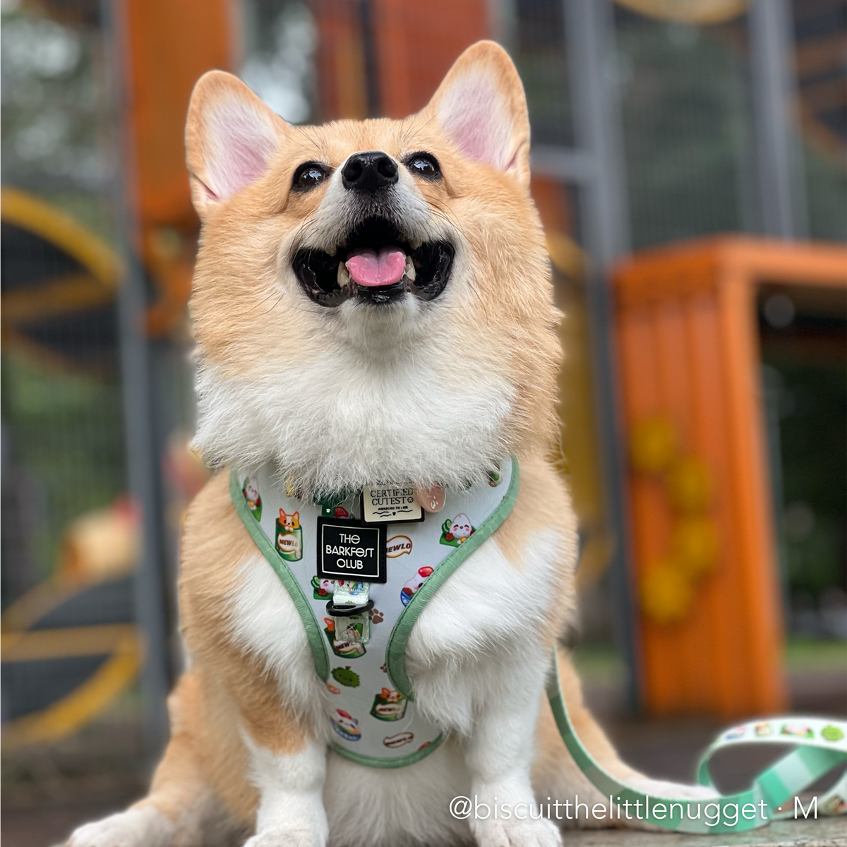 THE MALAYSIAN FOODIE | Adjustable Harness