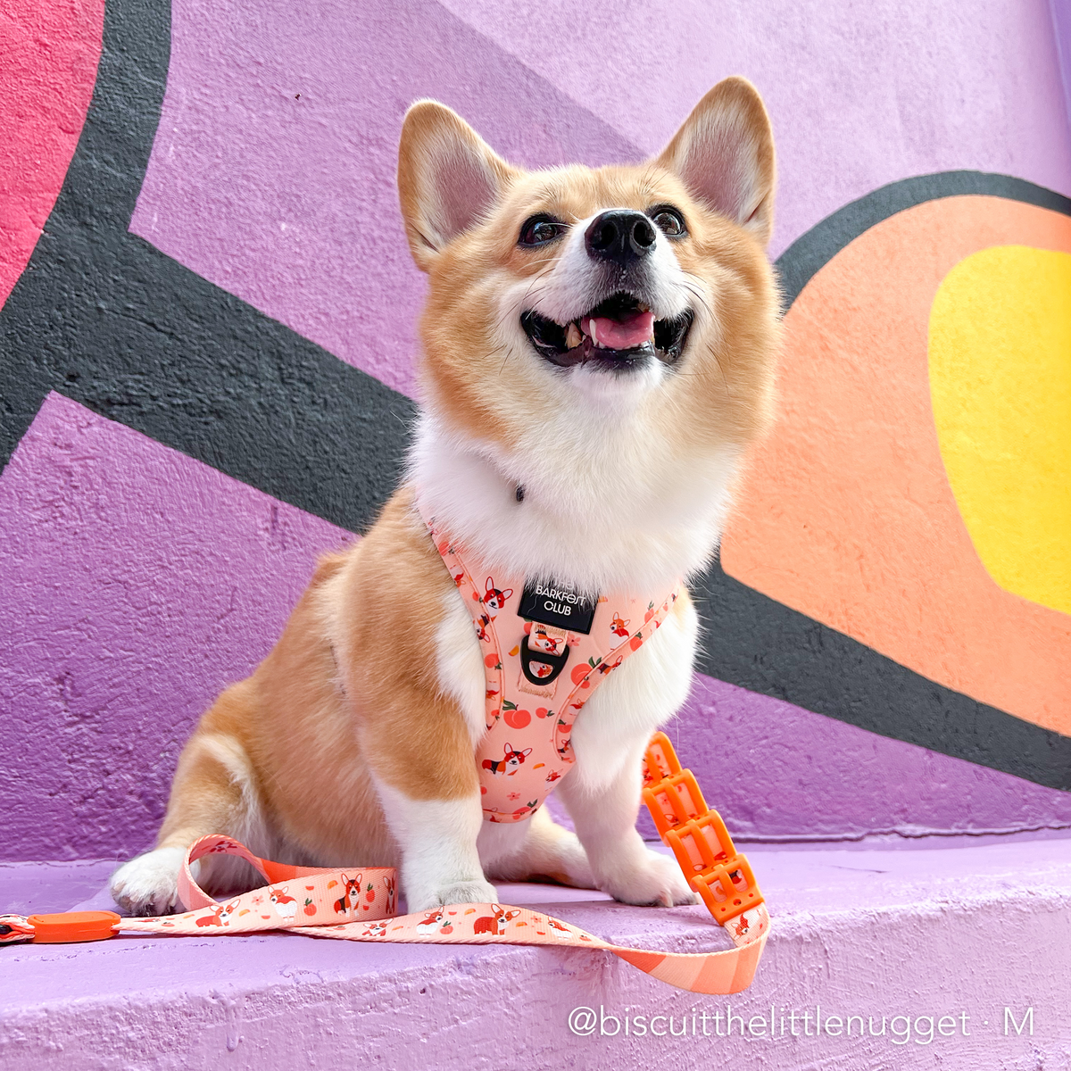 PEACHY BUTT CORGI | Adjustable Harness