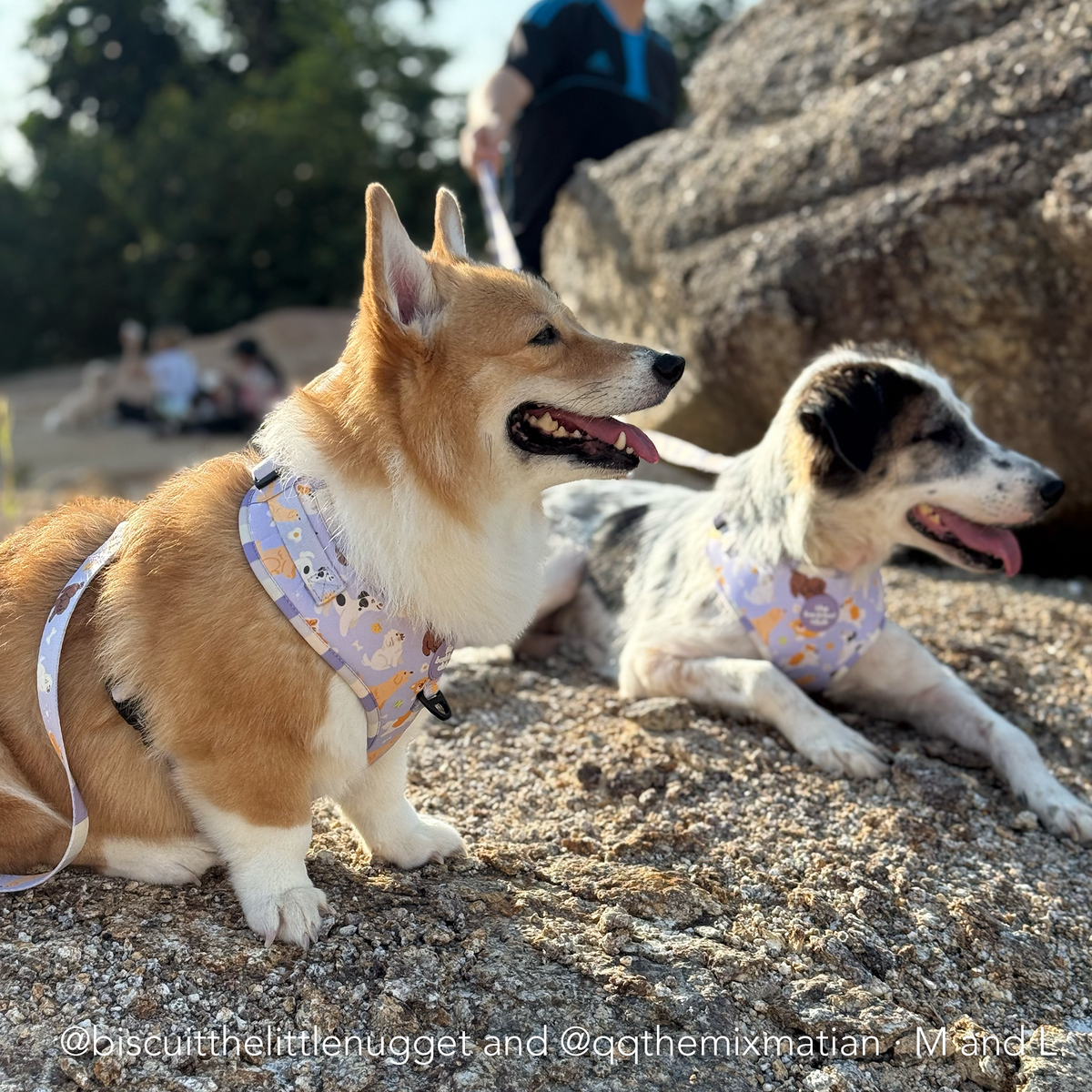 PAW BUDDIES  | Adjustable Harness