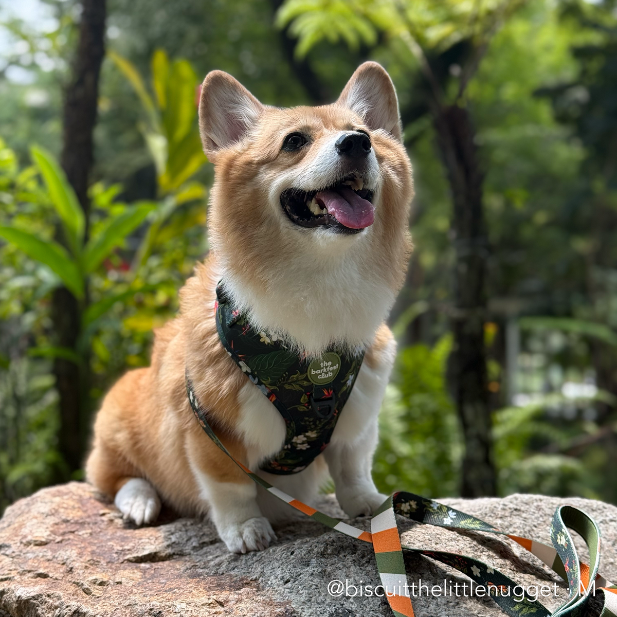 WILD FOREST  | Adjustable Harness