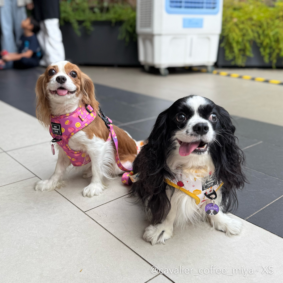 THE BARKFEST BREAKFAST | Adjustable Harness