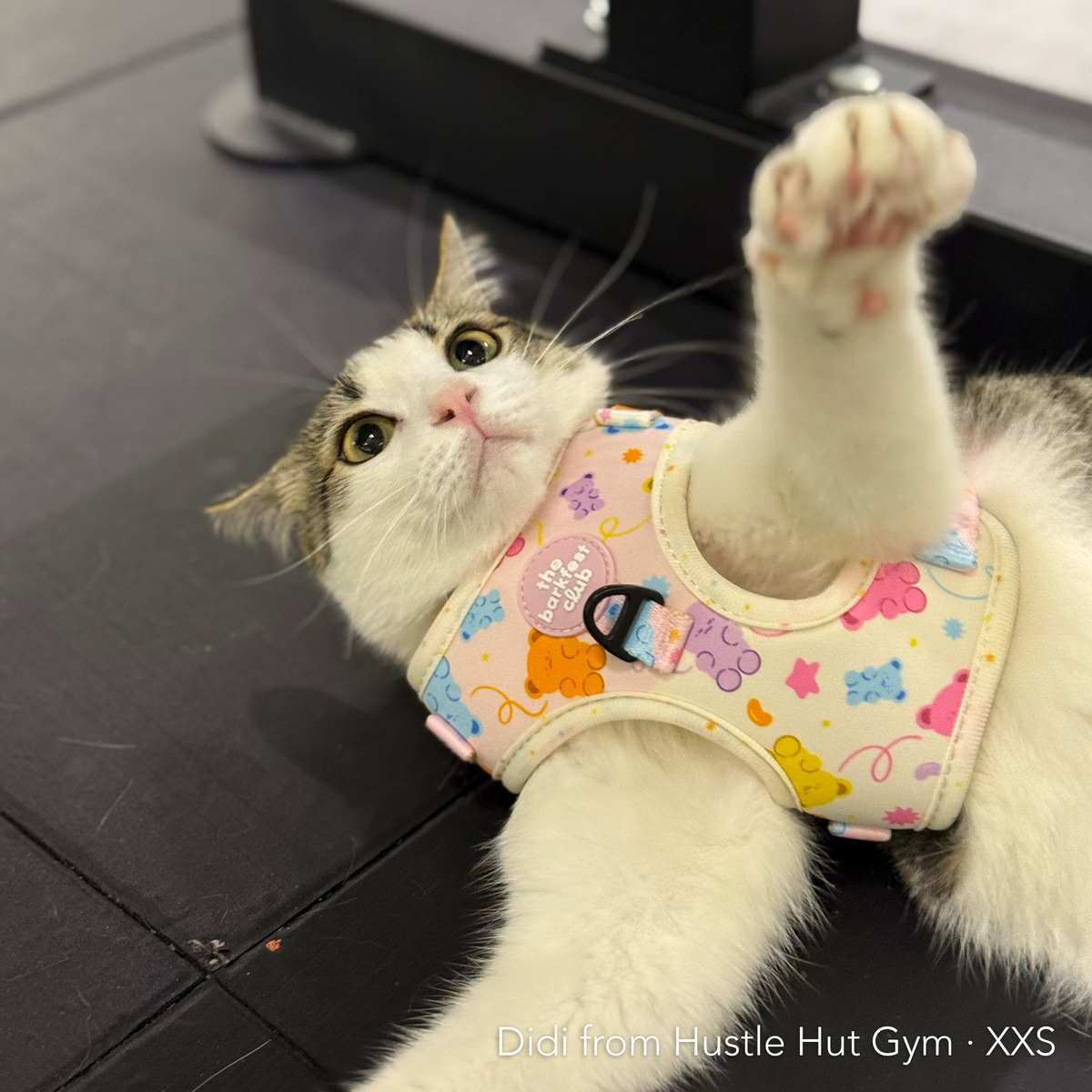 GUMMY PAWS | Adjustable Harness