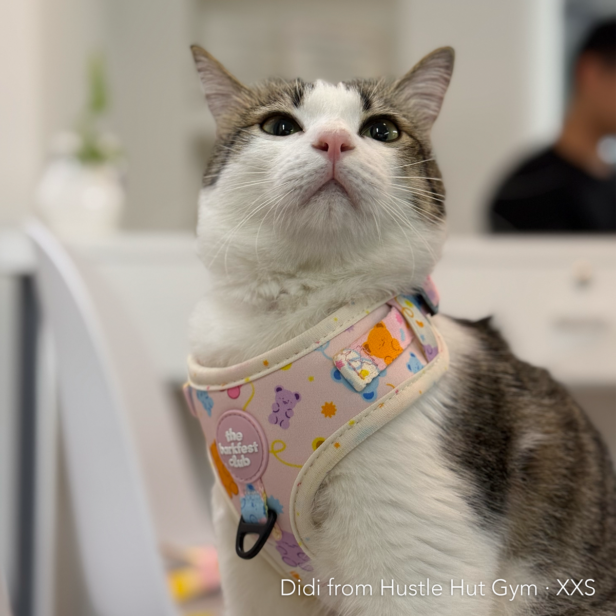 GUMMY PAWS | Adjustable Harness