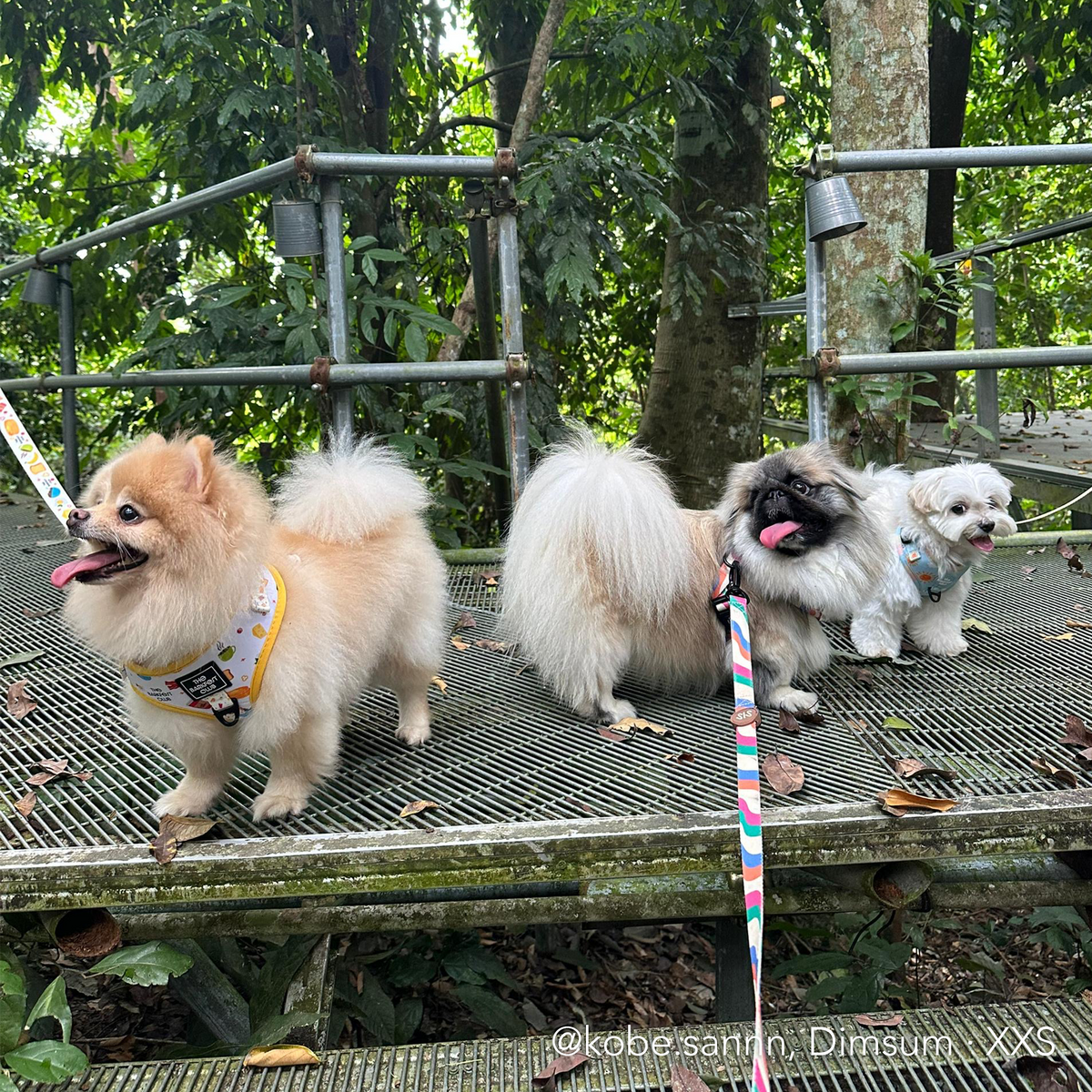 SUNNY-SIDE PUP | Adjustable Harness