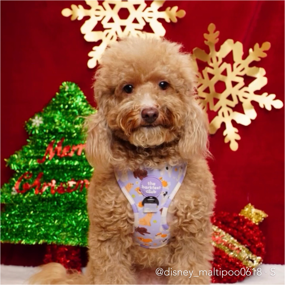 PAW BUDDIES  | Adjustable Harness
