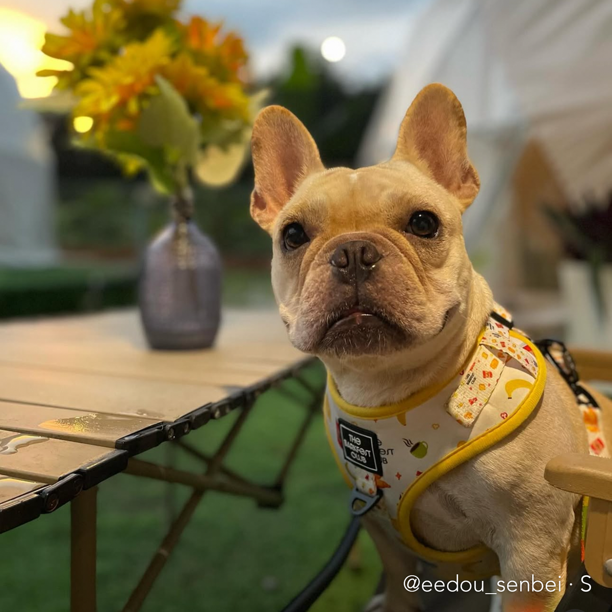 THE BARKFEST BREAKFAST | Adjustable Harness