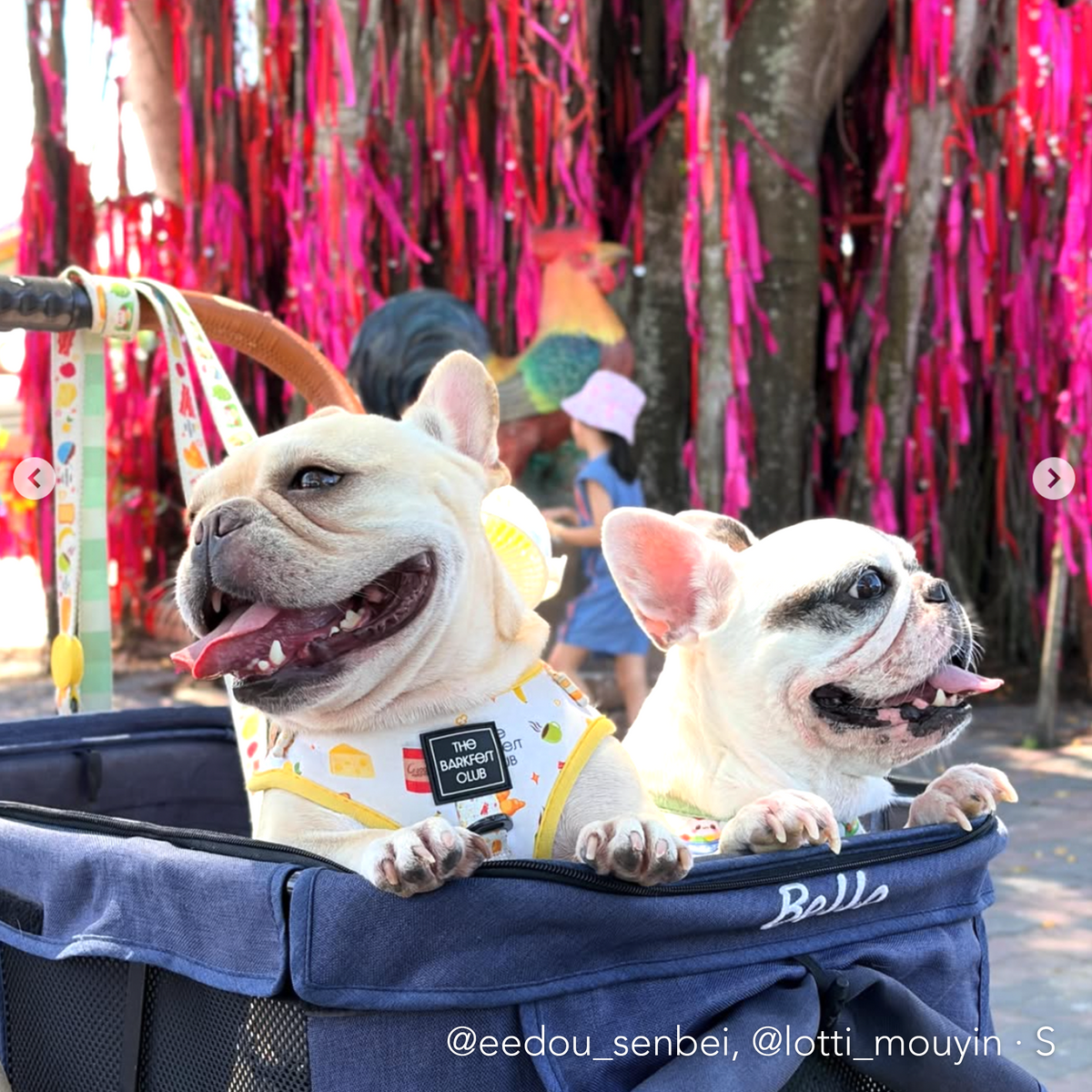 THE BARKFEST BREAKFAST | Adjustable Harness