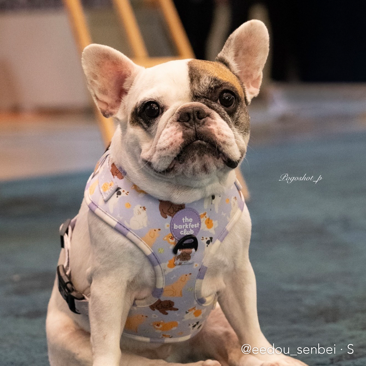 PAW BUDDIES  | Adjustable Harness