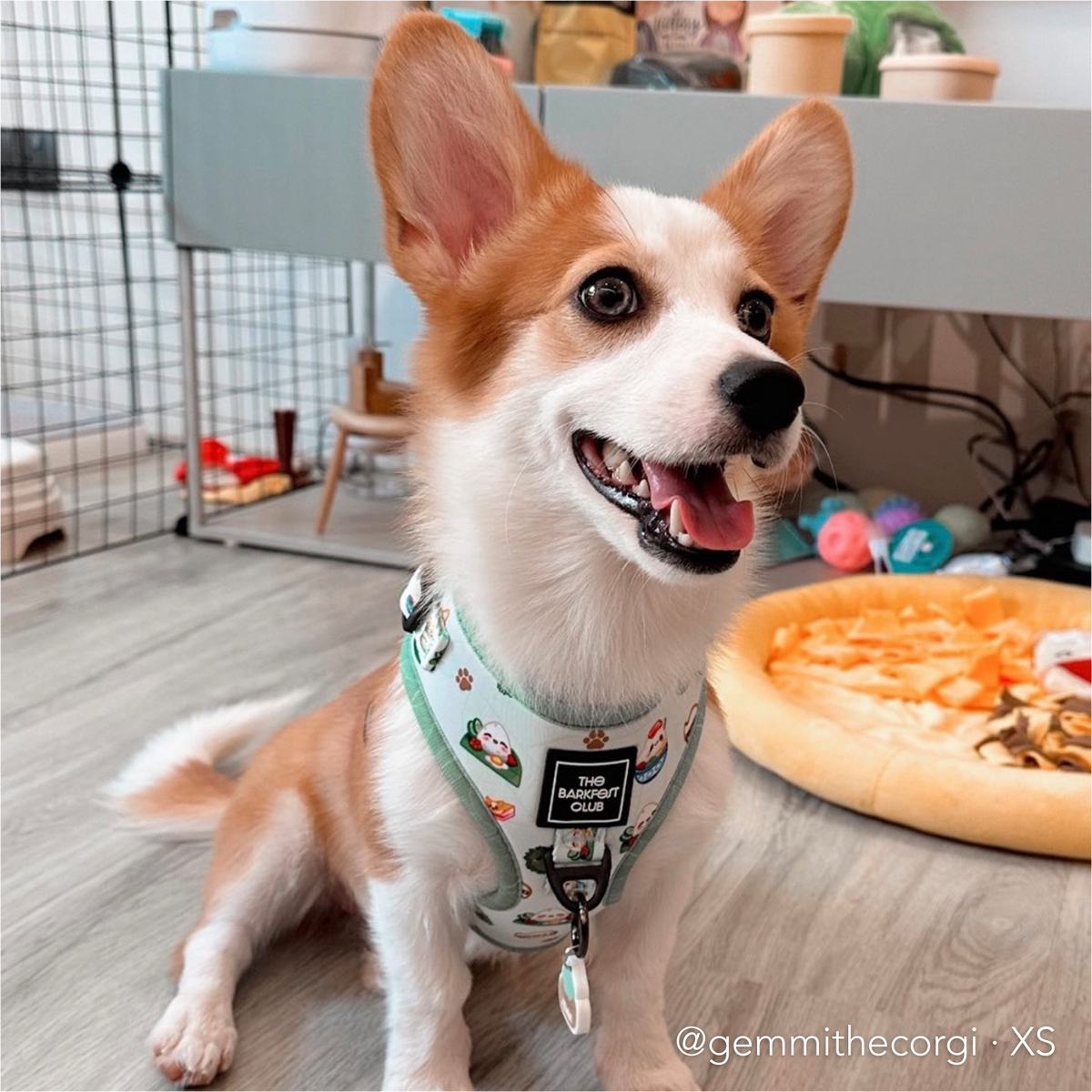 THE MALAYSIAN FOODIE | Adjustable Harness