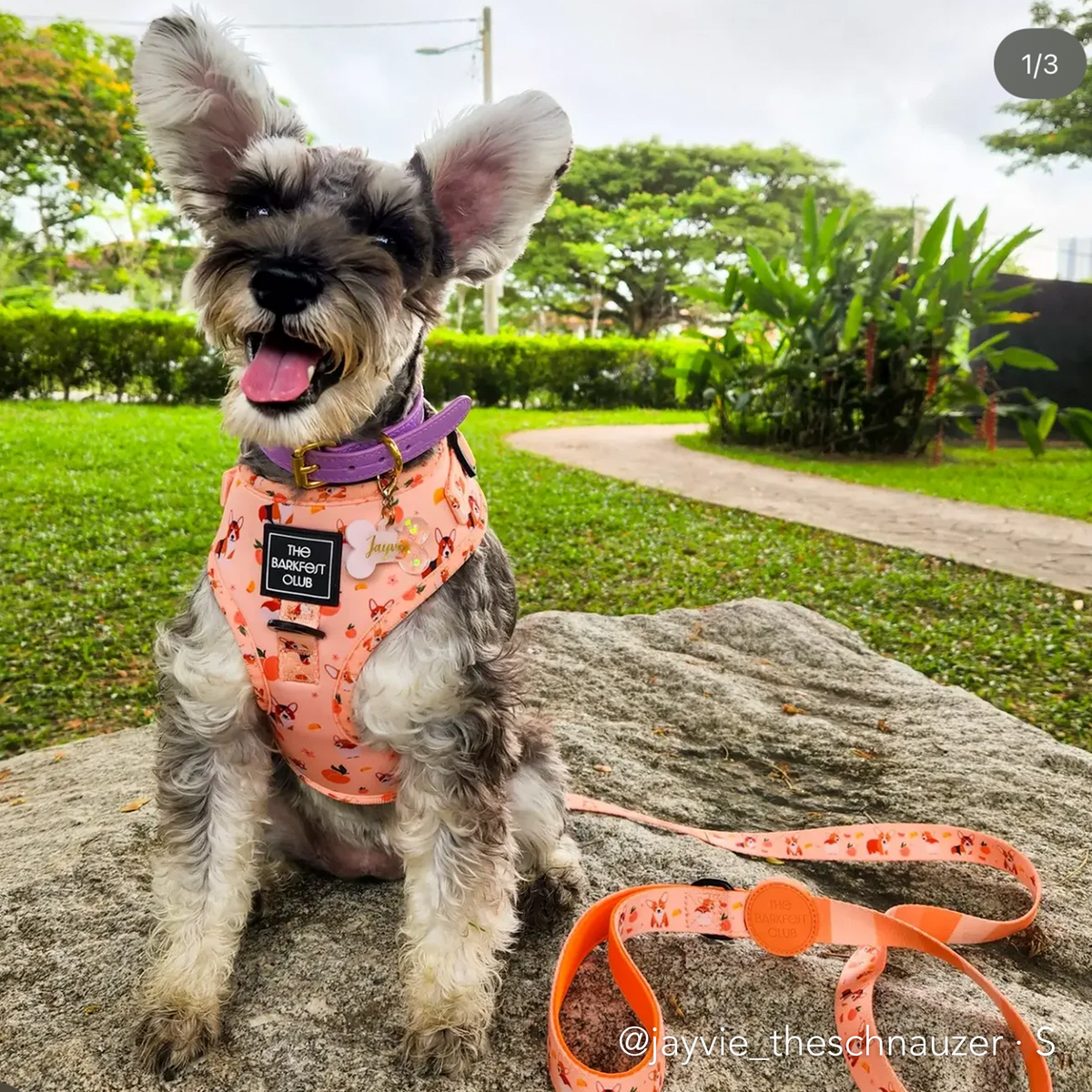 PEACHY BUTT CORGI | Adjustable Harness