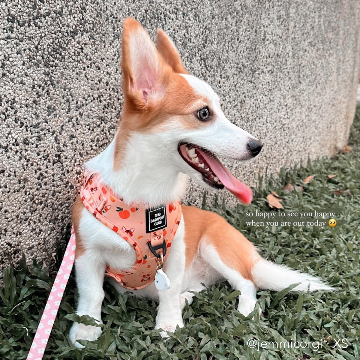 PEACHY BUTT CORGI | Adjustable Harness