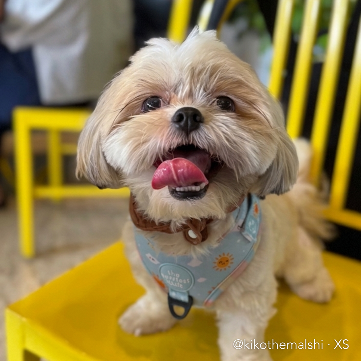 SUNNY-SIDE PUP | Adjustable Harness