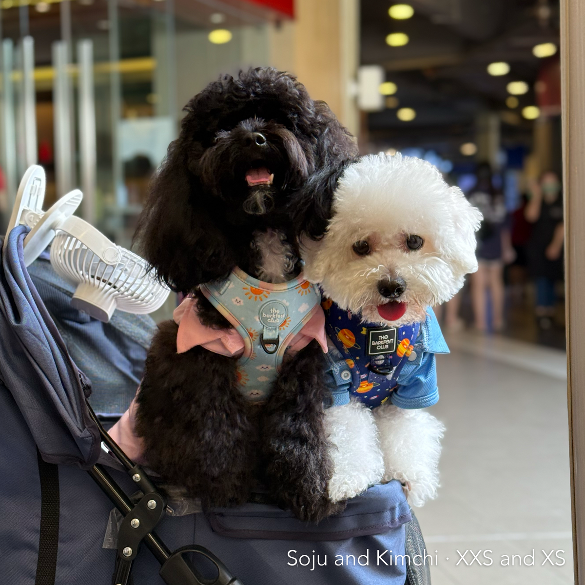 PUP, PUP & AWAY | Adjustable Harness