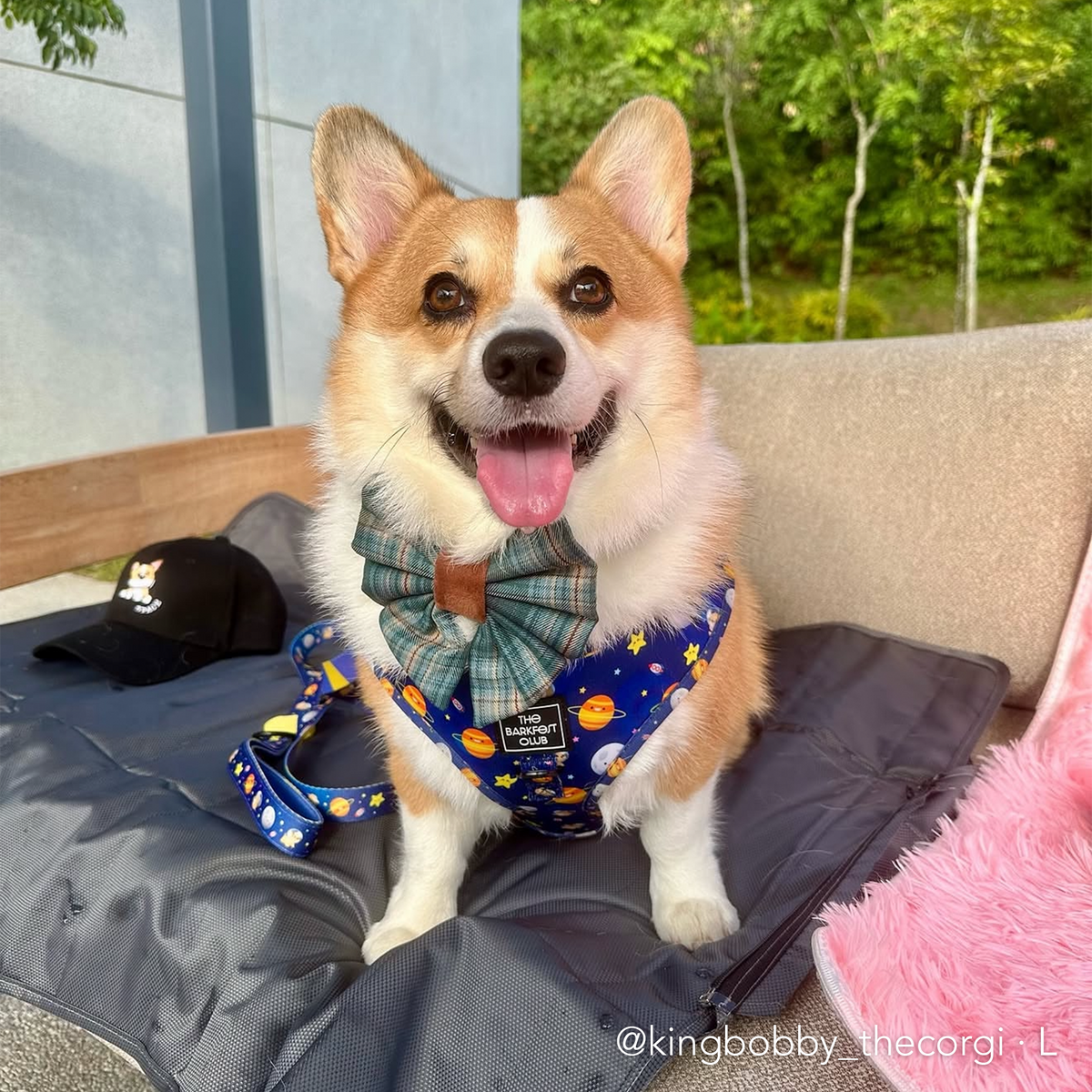 PUP, PUP & AWAY | Adjustable Harness