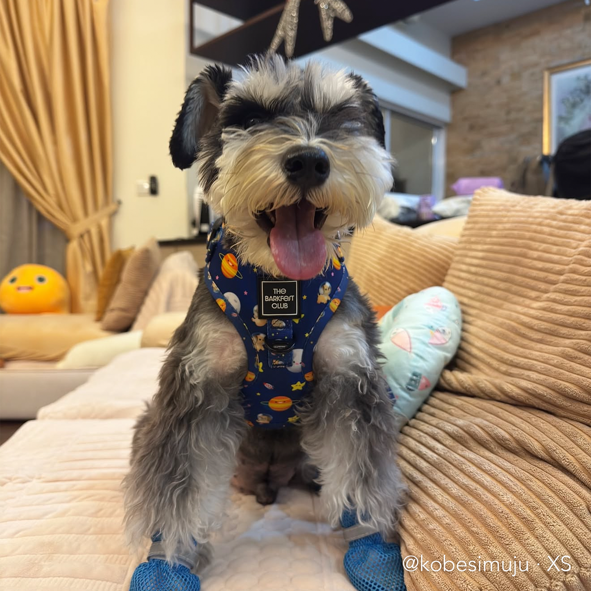 PUP, PUP & AWAY | Adjustable Harness