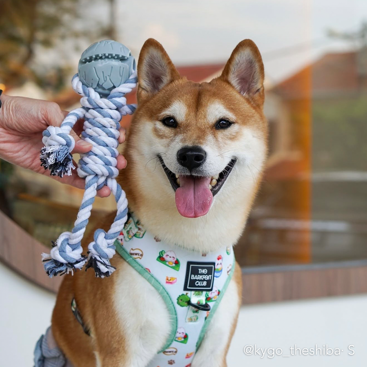 THE MALAYSIAN FOODIE | Adjustable Harness