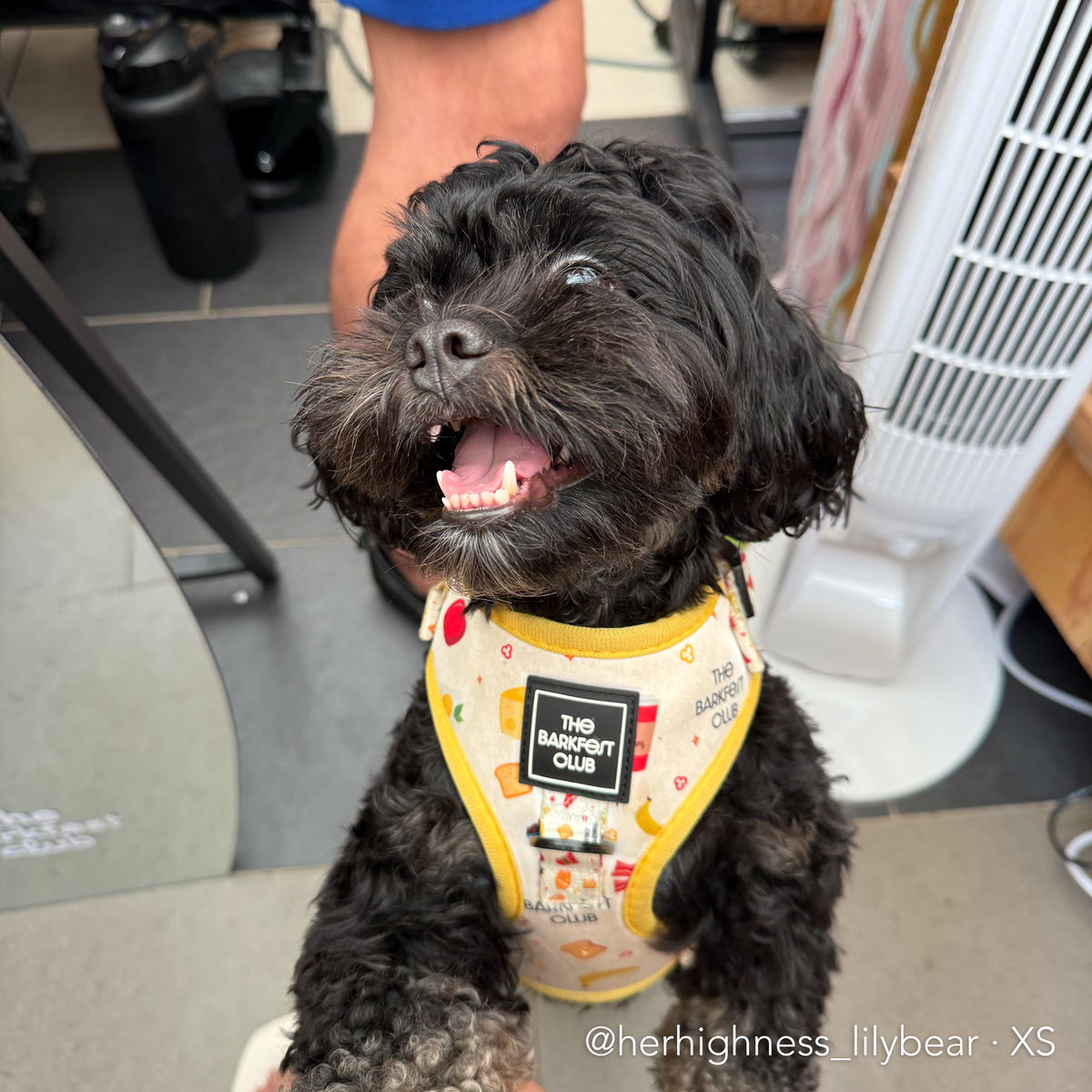 THE BARKFEST BREAKFAST | Adjustable Harness