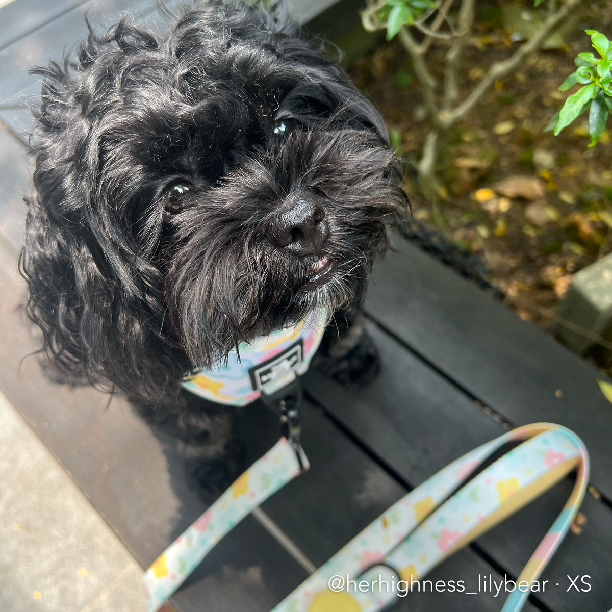 SPRING BLOSSOM | Adjustable Harness